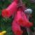eccromocarpuscfloscaberfcarmineusroseland1a1a