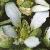 fcommonflotscurvygrass