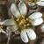 fcommonflotwhitlowgrass