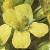 fcommonflotwintercress