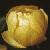 fglobecolfloflower