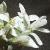 fhairyflotrockcress