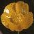 flessercolflospearwort