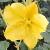 fremontodendronflotcalifornianglory1