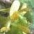 fsmallcolflofloweredbuttercup