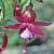 fuchsiaabbefargesflot9