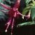 fuchsiaflashflot9