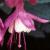 fuchsialadythumbflot9