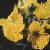 fwallflowerflot