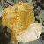 fyellowflothornedpoppy
