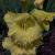 gladioluscflogoldfieldrvroger