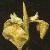 irisflotpseudacorus