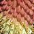 kniphofiaflotaloides