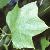 liriodendronfoltstulipifera1
