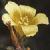 marshflotsaintjohnswort1
