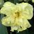 narcissuscflosunnysideupdeeproot1