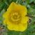 pmeadowflobuttercupbritishflora