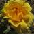 rosaamberflo2queengarnonwilliams