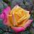 rosaambersunsetcflo1
