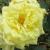 rosagoldilocksflo2garnonwilliams