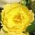 rosagwentcflo1