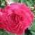rosaldbraithwaitecflo