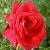 rosareddevilcflorogerltd