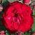 rosaredsplendourcflorogerltd