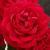 rosaveraparkercflorogerltd1
