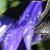 salviacfloguaranticablackandbluegarnonswilliams1