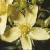 squareflotsaintjohnswort