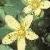 trailingfrltsaintjohnswort