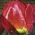 tulipaflotapeldoorn
