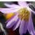 anemonecfloblandapinkstargeetee1