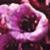 bergeniapurpurascensflot9