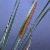 cfalseflo1bulrush