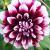 dahliacfloedinburghrvroger