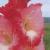 gladioluscflocoralseanagc