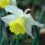 narcissuscflobravouredeeproot
