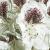 rhododendronflotsappho