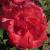 rosacityflo2ofleedsgarnonwilliams