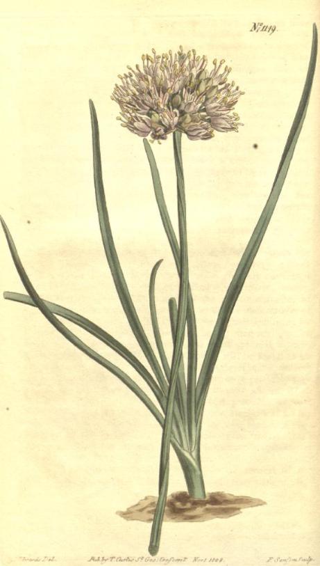 alliumpfig93angulosumwikimediacommons