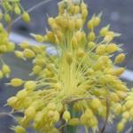 alliumpfloflavumkevock
