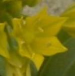 alliumpflomolyrvroger