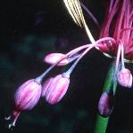 alliumpflopulchellumfoord