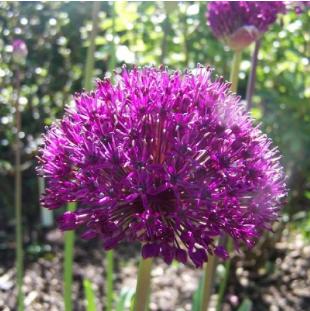 alliumpflo1aflatunensepurplesensationrvroger
