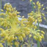 alliumpflosflavumkevock