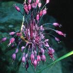 alliumpflos1pulchellumfoord