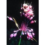 alliumpflos2pulchellumfoord