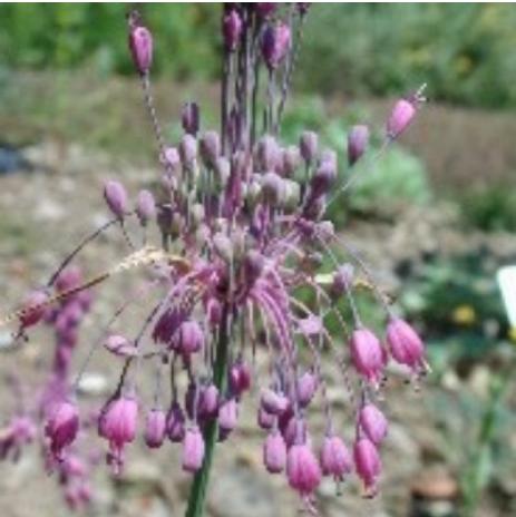 alliumpflos3pulchellumrvroger
